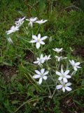 Ornithogalum navaschinii. Цветущее растение на пустыре. Краснодарский край, Кущёвский р-н, станица Шкуринская. 07.05.2009.