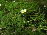 Ranunculus kauffmannii