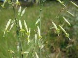 Silene chlorantha