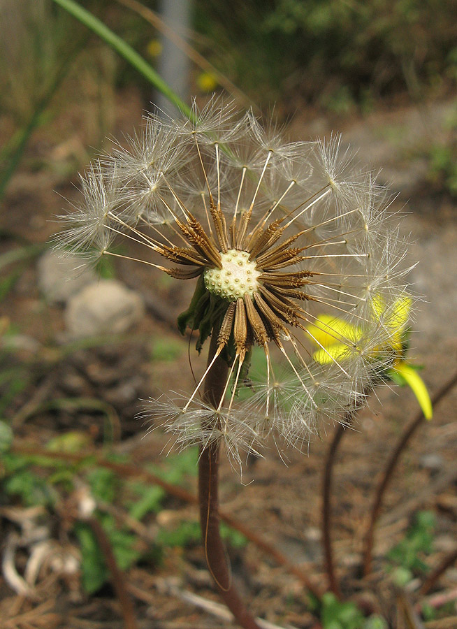 Image of Taraxacum hybernum specimen.