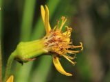 Ligularia lydiae