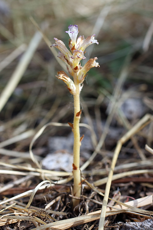 Изображение особи Orobanche amoena.