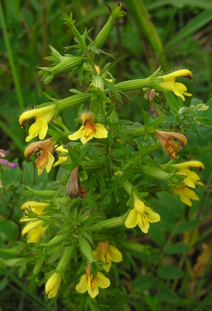 Изображение особи Siphonostegia chinensis.