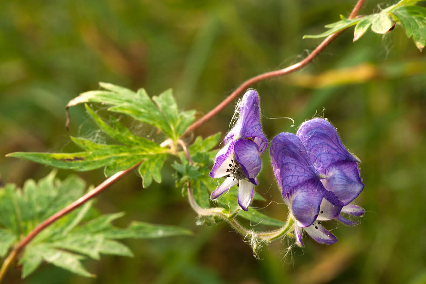 Image of Aconitum volubile specimen.