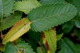 Sanguisorba canadensis. Листья, принимающие осеннюю окраску. Германия, г. Крефельд, Ботанический сад. 06.09.2014.