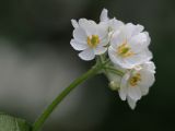 Diphylleia grayi