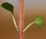 Chrysosplenium pilosum