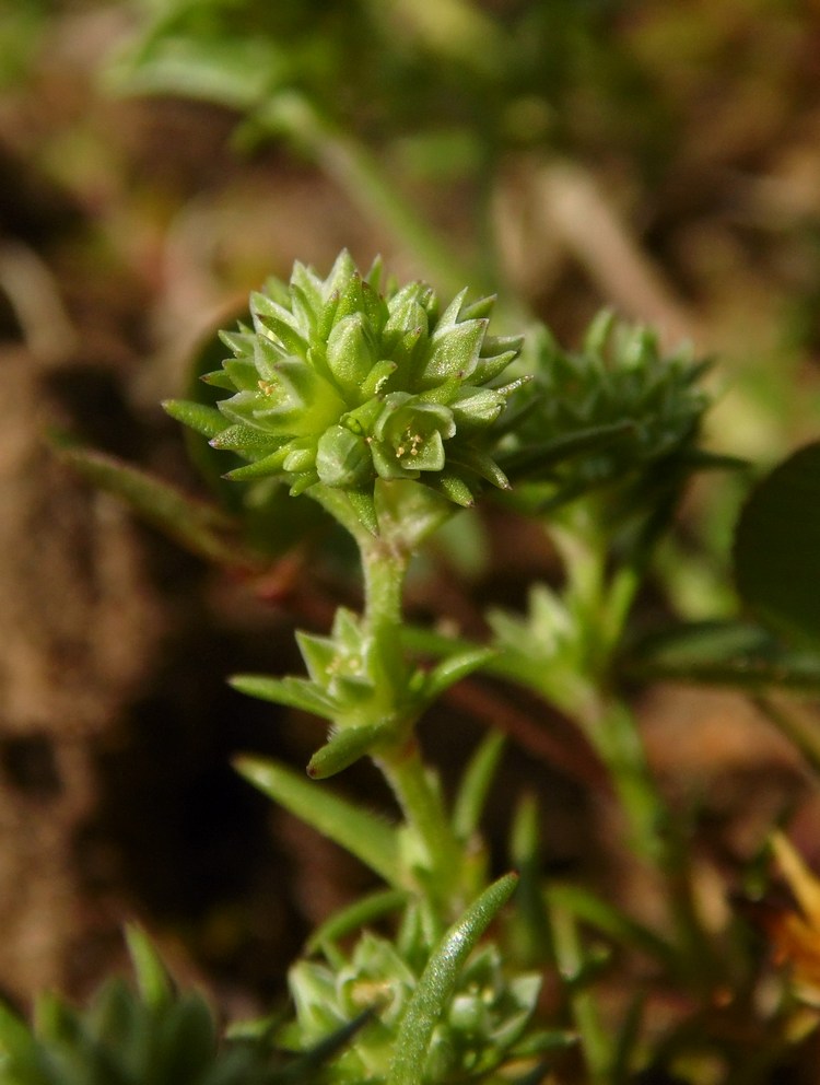 Изображение особи Scleranthus polycarpos.