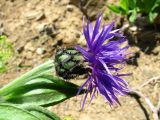 Centaurea nigrofimbria. Верхушка побега с соцветием. Краснодарский край, хр. Аибга, ~2300 м н.у.м. 09.07.2015.