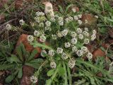 Lobularia maritima. Цветущее и плодоносящее растение. Испания, Андалусия, провинция Альмерия, природный парк Cabo de Gata. 21 декабря 2009 г.