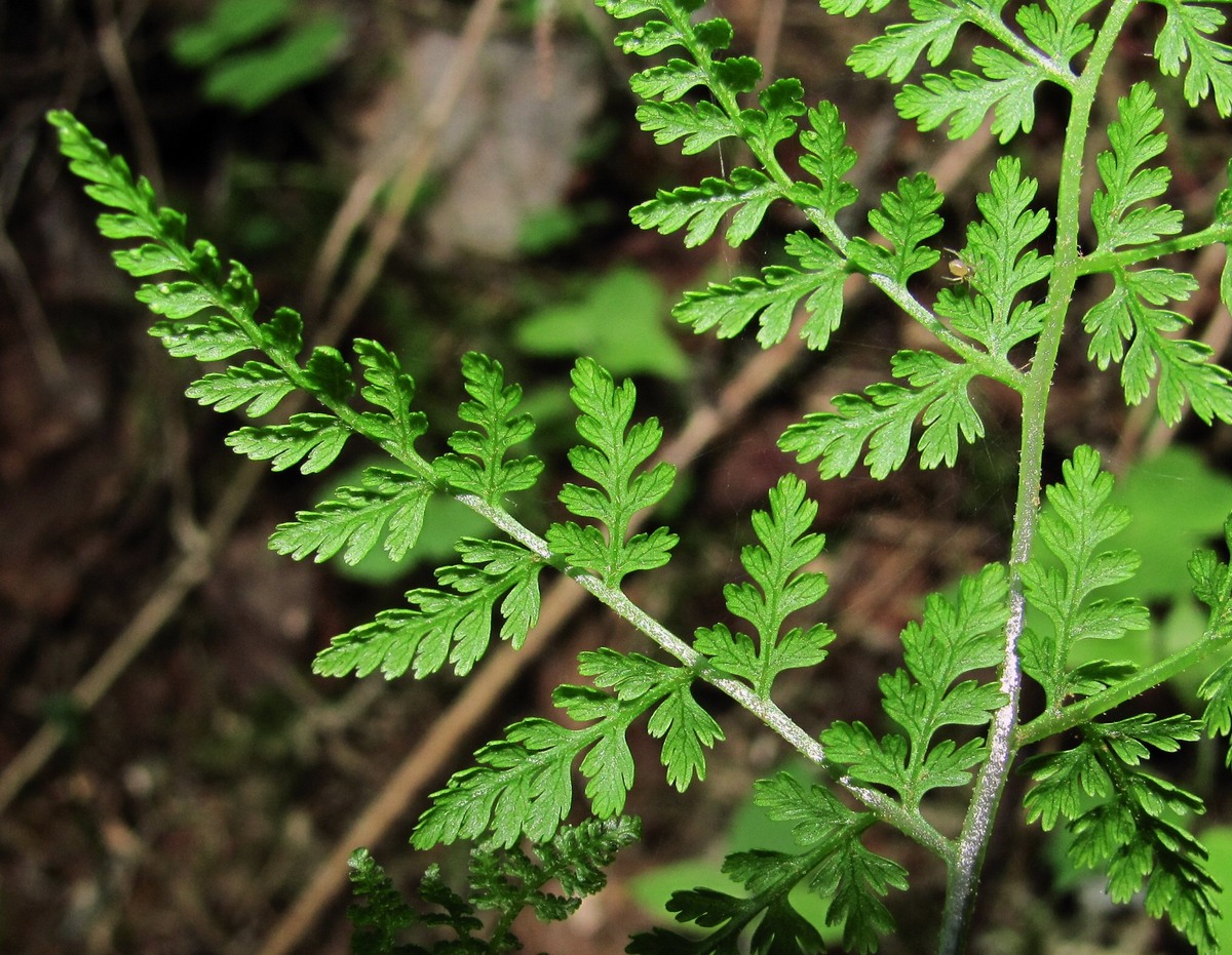 Изображение особи Rhizomatopteris montana.