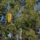 Hakea chordophylla