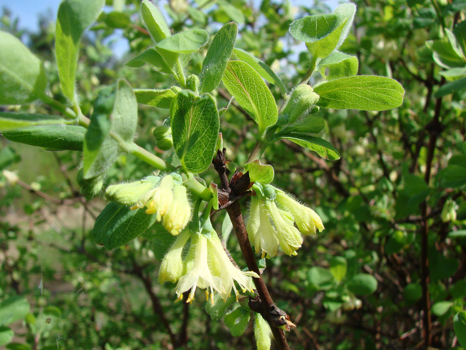 Image of Lonicera caerulea specimen.