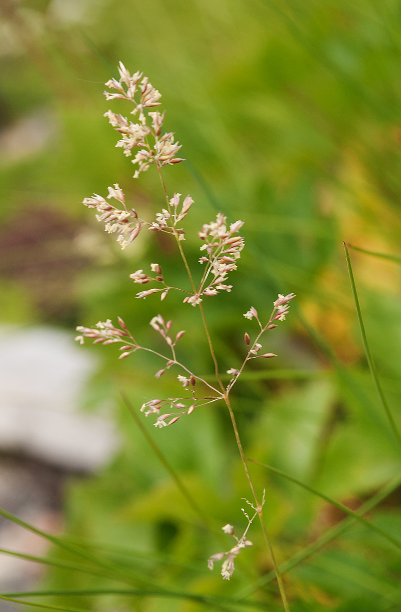 Изображение особи Agrostis straminea.