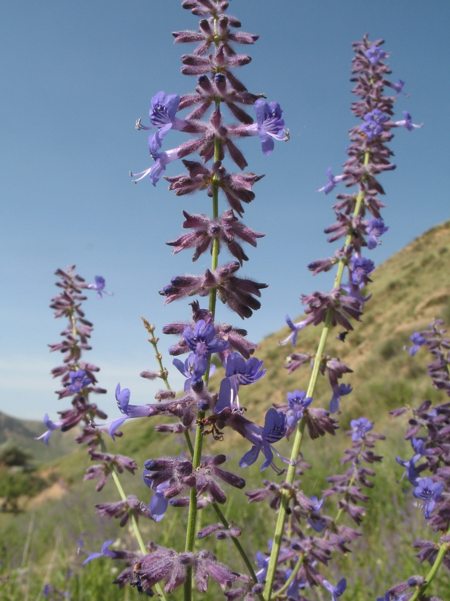 Изображение особи Perovskia angustifolia.