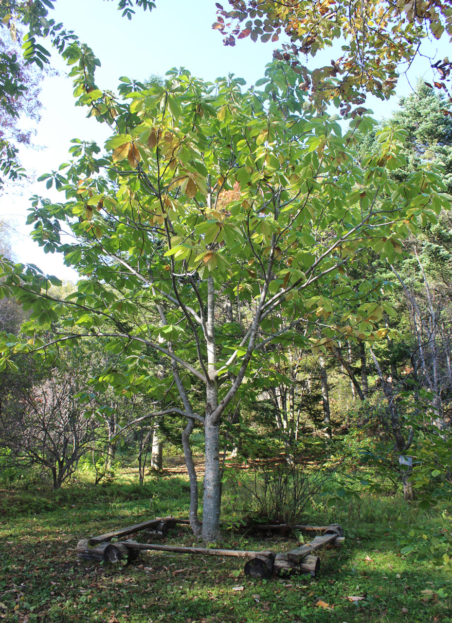 Изображение особи Magnolia hypoleuca.