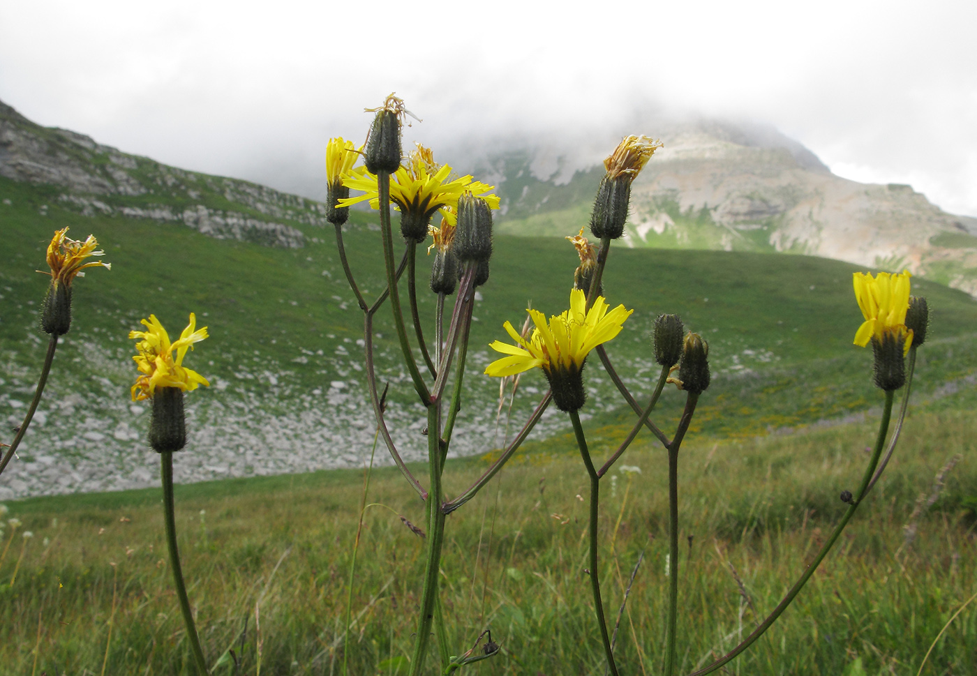 Изображение особи Crepis caucasica.