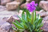 Primula turkestanica. Цветущее растение с фасциированным цветоносом. Казахстан, Алматинская обл., Заилийский Алатау, ущ. Кызылсай, морена по прав. берегу р. Кызылсай, 3550 м н.у.м. 02.09.2016.