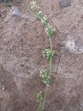 Galium humifusum