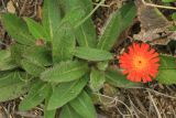 Pilosella aurantiaca. Цветущее растение. Сахалинская обл., Томаринский р-н, окр. м. Старомаячный, нарушенный щебнистый склон сопки, верхняя часть. 21.08.2016.