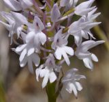 Anacamptis pyramidalis