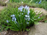 Hyacinthus orientalis