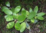 Rhododendron catawbiense. Листья. Приморский край, Уссурийский городской округ, окр. с. Горно-Таёжное, Дендрарий ГТС им. Комарова. 06.07.2016.