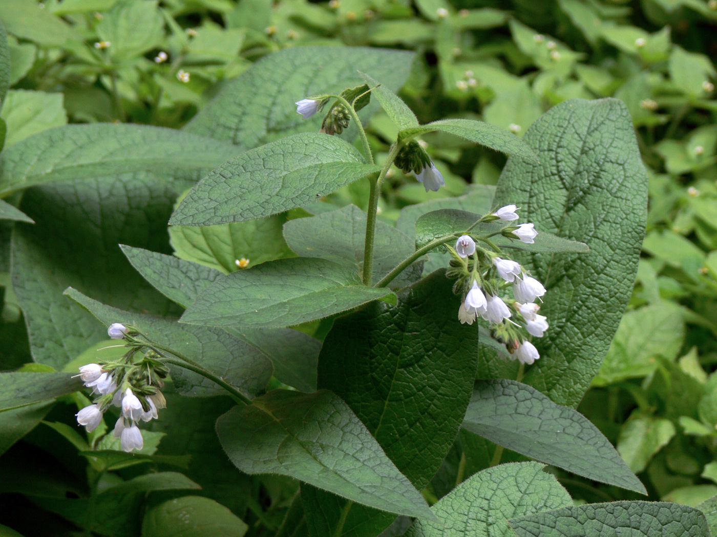 Изображение особи Symphytum caucasicum.