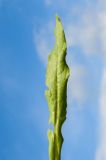 Cynoglossum officinale