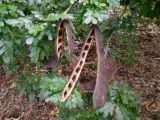 Ebenopsis ebano. Раскрывшиеся плоды. Австралия, г. Брисбен, ботанический сад. 29.12.2017.