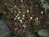 Saxifraga spinulosa. Цветущие растения. Иркутская обл., оз. Байкал, Малое Море, залив Мухор, окр.бухты Зуун-Хагун, крутой каменистый склон. 23.06.2017.