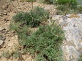 Astragalus falcigerus. Плодоносящее растение на сухом мелкощебнистом склоне с выходами коренных пород. Казахстан, Южно-Казахстанская обл., Сырдарья-Туркестанский государственный региональный природный парк, Боралдайский филиал, бас. р. Аяк-Сунгу. 01.06.2016.