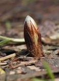 Equisetum arvense