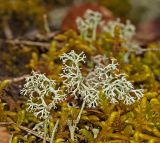 Cladonia arbuscula. Часть таллома. Башкортостан, Белорецкий р-н, Инзерский сельсовет, долина р. Большой Инзер в р-не с. Усмангали, правый берег, каменистая осыпь под скалой, на камне в моховой подушке. 1 мая 2018 г.