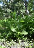 Sonchus arvensis ssp. uliginosus