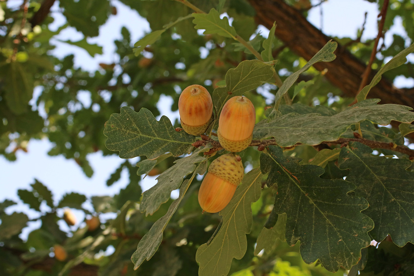 Изображение особи Quercus robur.