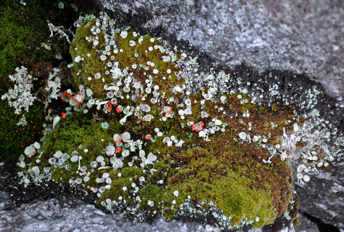 Изображение особи род Cladonia.