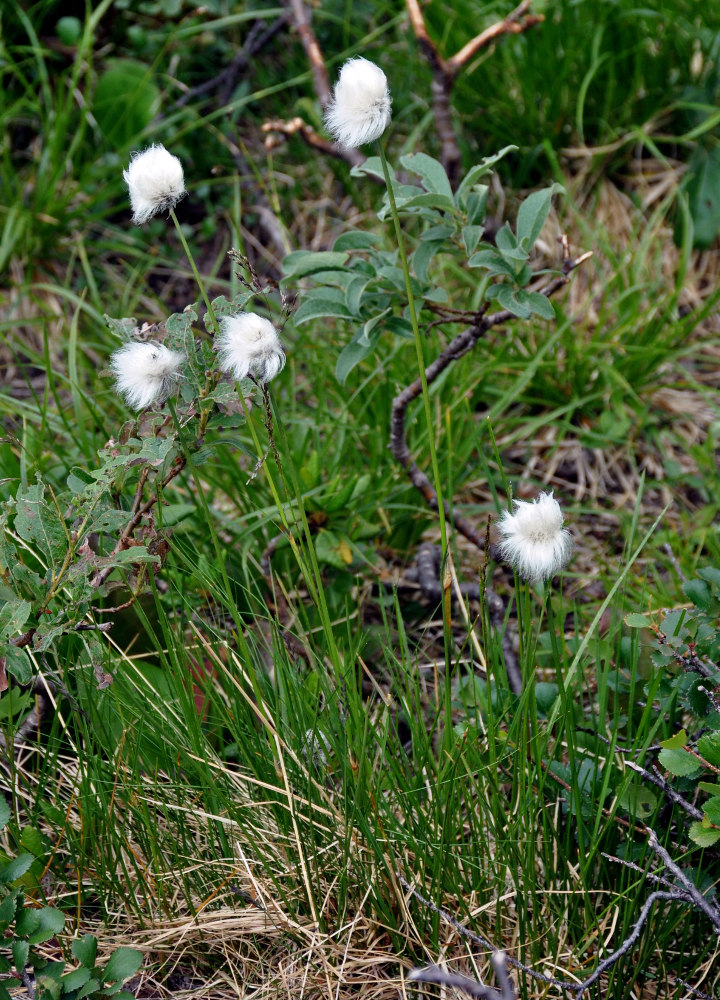 Изображение особи род Eriophorum.