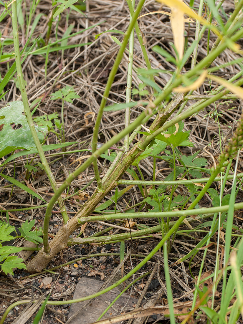 Изображение особи Lepidium densiflorum.