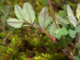 Astragalus frigidus. Стеблевой лист (видна сеть жилок на нижней поверхности листочков). Окр. г. Мурманска, влажная ложбина в кустарничково-лишайниковой тундре. 26.06.2010.