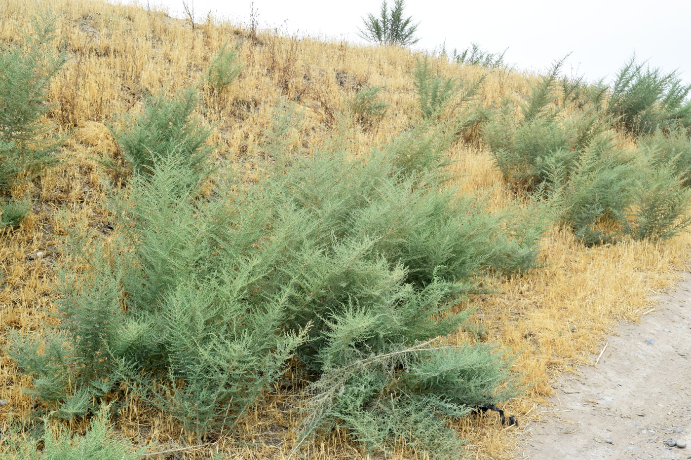 Изображение особи Salsola dendroides.