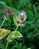 Cirsium oleraceum. Верхушка побега с соплодием. Московская обл., Сергиево-Посадский р-н, окр. источника Гремячий ключ, влажный луг на берегу ручья. 01.09.2019.