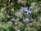 Clematis integrifolia. Цветки и плоды. Иркутск, Ботанический сад ИГУ. 01.09.2019.