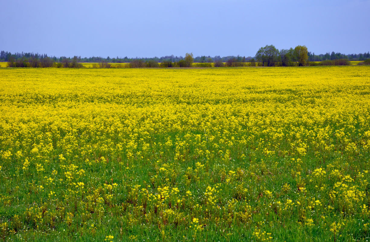 Изображение особи Barbarea vulgaris.