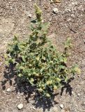 Amaranthus retroflexus