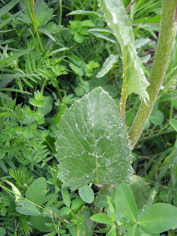 Изображение особи Ligularia narynensis.