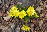 Adonis vernalis. Цветущее растение. Самарская обл., Ставропольский р-н, окр. с. Жигули, залив Жигулёвская Труба, опушка широколиственного леса. 03.05.2021.