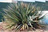 Yucca gloriosa. Вегетирующее растение. Казахстан, г. Актау, в городском озеленении. 30 июня 2021 г.