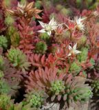 Sedum pallidum ssp. bithynicum