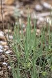 Gypsophila glomerata